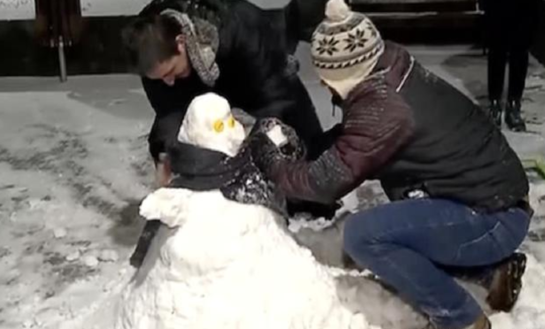 如松：冰霜妆南北，风雪映紫嫣-图片1